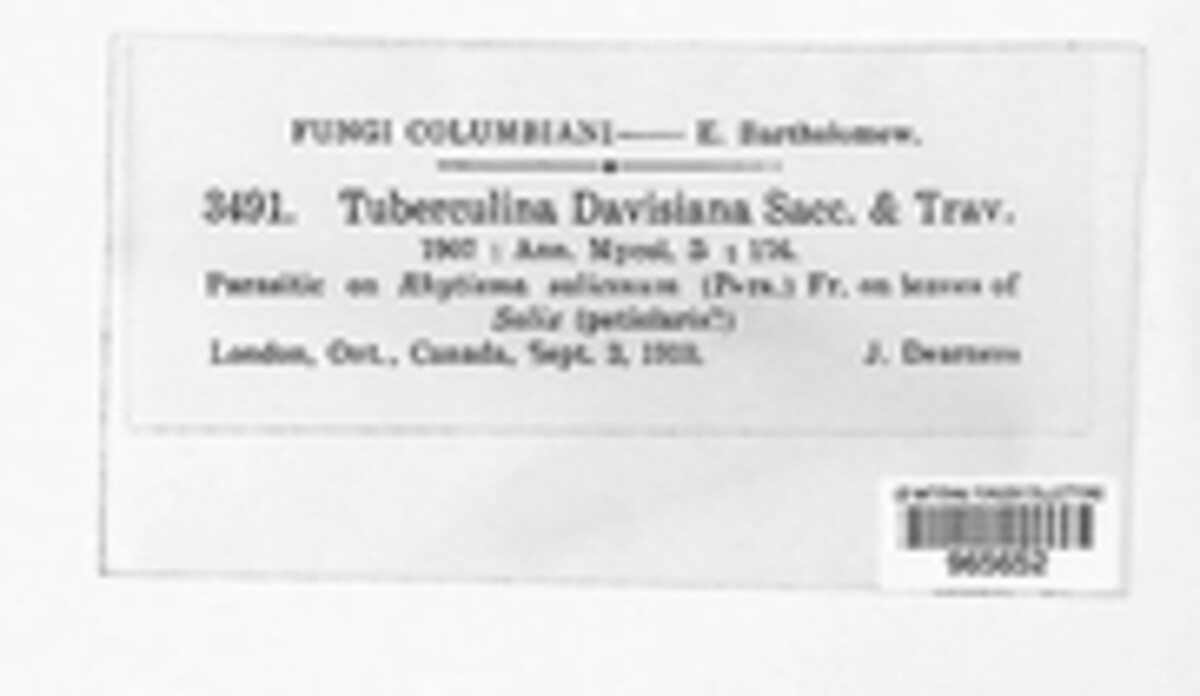 Tuberculina davisiana image